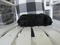 Joslin, a female Cocker Spaniel for sale in Shipshewana, IN – 3 of 5