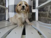 Clay , a male Cocker Spaniel for sale in Shipshewana, IN – 4 of 6