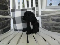 Joslin, a female Cocker Spaniel for sale in Shipshewana, IN – 1 of 5