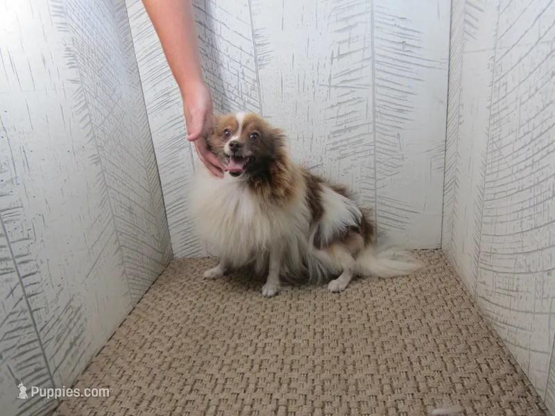 Sadie  – Pomeranian puppy for sale in Shipshewana, IN