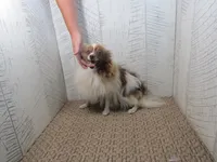 Sadie , a female Pomeranian for sale in Shipshewana, IN – 1 of 5