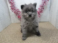 Austin, a male Pomeranian for sale in Shipshewana, IN – 5 of 5