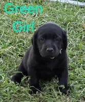 Green , a female Labrador Retriever for sale in Miller, MO – 3 of 4