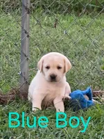 Blue, a male Labrador Retriever for sale in Miller, MO – 2 of 2