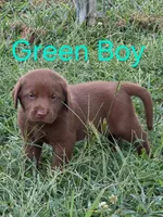 Green , a male Labrador Retriever for sale in Miller, MO – 2 of 3