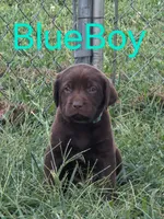 Blue, a male Labrador Retriever for sale in Miller, MO – 3 of 3