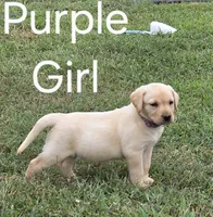 Purple , a female Labrador Retriever for sale in Miller, MO – 2 of 4