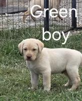 Green , a male Labrador Retriever for sale in Miller, MO – 1 of 2