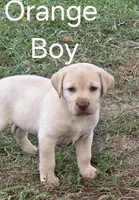Orange , a male Labrador Retriever for sale in Miller, MO – 4 of 4