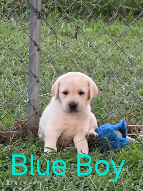 Blue – Labrador Retriever puppy for sale in Miller, MO