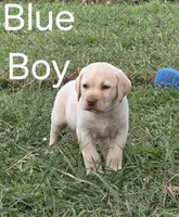Blue, a male Labrador Retriever for sale in Miller, MO – 2 of 2