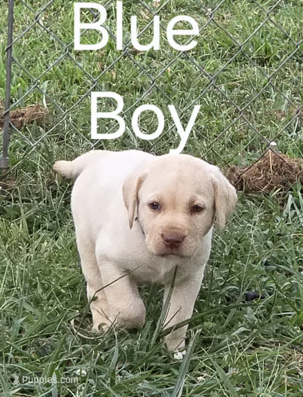 Blue – Labrador Retriever puppy for sale in Miller, MO