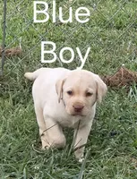 Blue, a male Labrador Retriever for sale in Miller, MO – 1 of 2