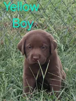 Yellow , a male Labrador Retriever for sale in Miller, MO – 4 of 4