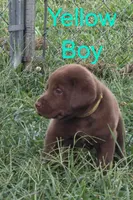 Yellow , a male Labrador Retriever for sale in Miller, MO – 2 of 4