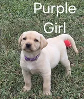 Purple , a female Labrador Retriever for sale in Miller, MO – 3 of 4