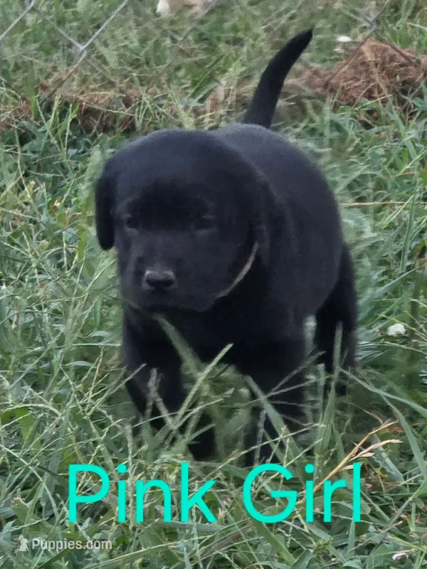 Pink – Labrador Retriever puppy for sale in Miller, MO