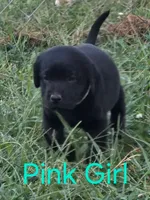 Pink, a female Labrador Retriever for sale in Miller, MO – 1 of 3
