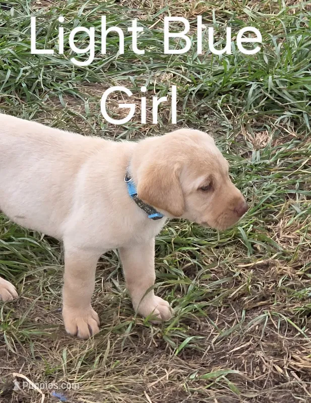 Light Blue  – Labrador Retriever puppy for sale in Miller, MO