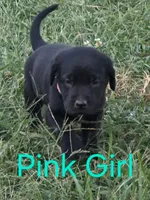 Pink, a female Labrador Retriever for sale in Miller, MO – 2 of 3