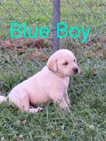 Blue, a male Labrador Retriever for sale in Miller, MO – 3 of 3
