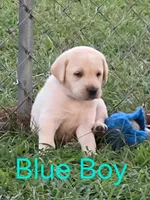 Blue, a male Labrador Retriever for sale in Miller, MO – 2 of 3