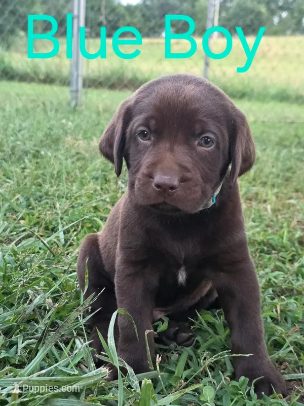 Blue – Labrador Retriever puppy for sale in Miller, MO