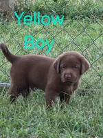 Yellow , a male Labrador Retriever for sale in Miller, MO – 3 of 4
