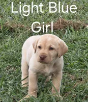 Light Blue , a female Labrador Retriever for sale in Miller, MO – 2 of 2