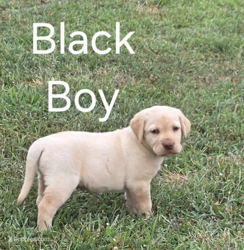 Black – Labrador Retriever puppy for sale in Miller, MO