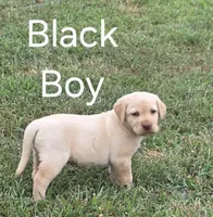 Black, a male Labrador Retriever for sale in Miller, MO – 1 of 3