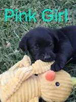 Pink, a female Labrador Retriever for sale in Miller, MO – 3 of 3