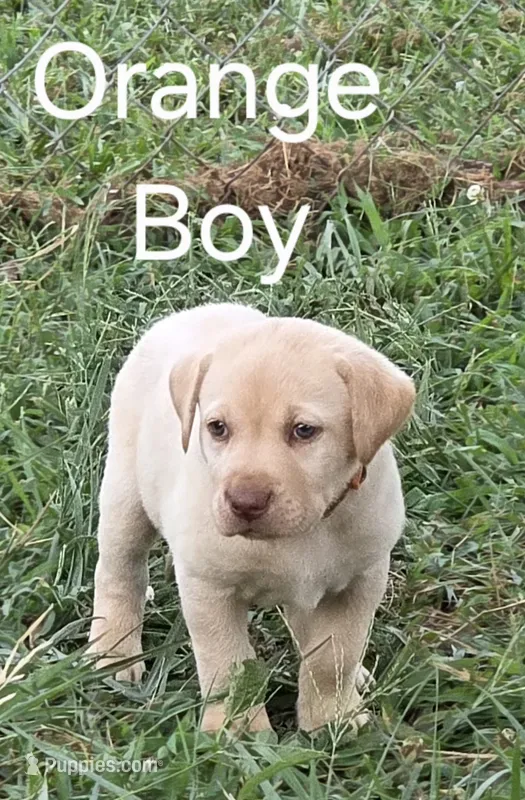 Orange  – Labrador Retriever puppy for sale in Miller, MO