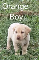 Orange , a male Labrador Retriever for sale in Miller, MO – 1 of 4