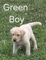 Green , a male Labrador Retriever for sale in Miller, MO – 2 of 2
