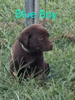 Blue, a male Labrador Retriever for sale in Miller, MO – 2 of 3