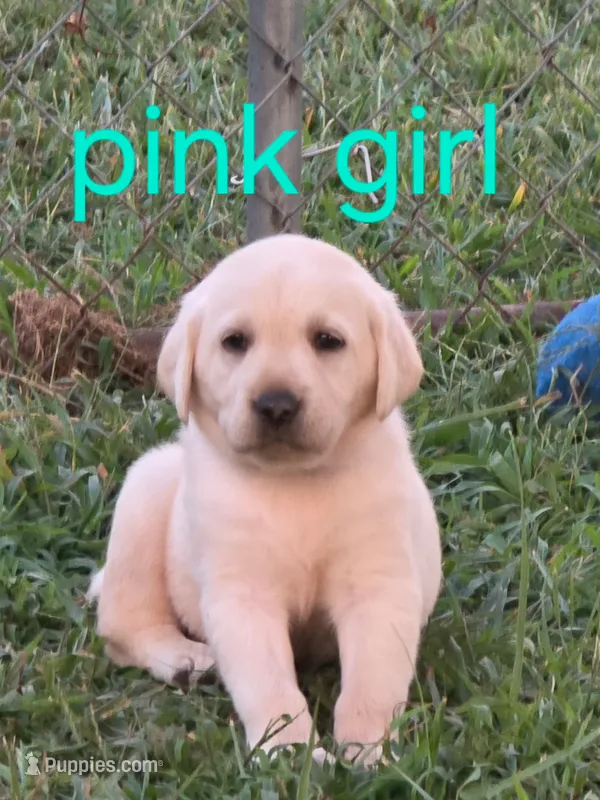 Pink – Labrador Retriever puppy for sale in Miller, MO