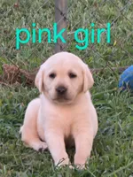 Pink, a female Labrador Retriever for sale in Miller, MO – 1 of 2