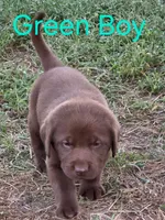 Green , a male Labrador Retriever for sale in Miller, MO – 3 of 3