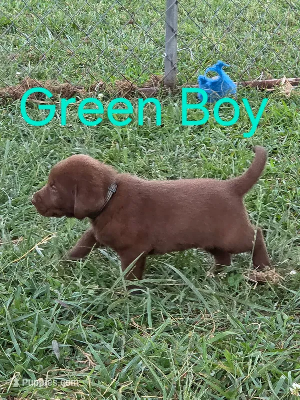 Green  – Labrador Retriever puppy for sale in Miller, MO