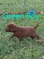 Green , a male Labrador Retriever for sale in Miller, MO – 1 of 3