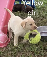 Yellow, a female Labrador Retriever for sale in Miller, MO – 3 of 3