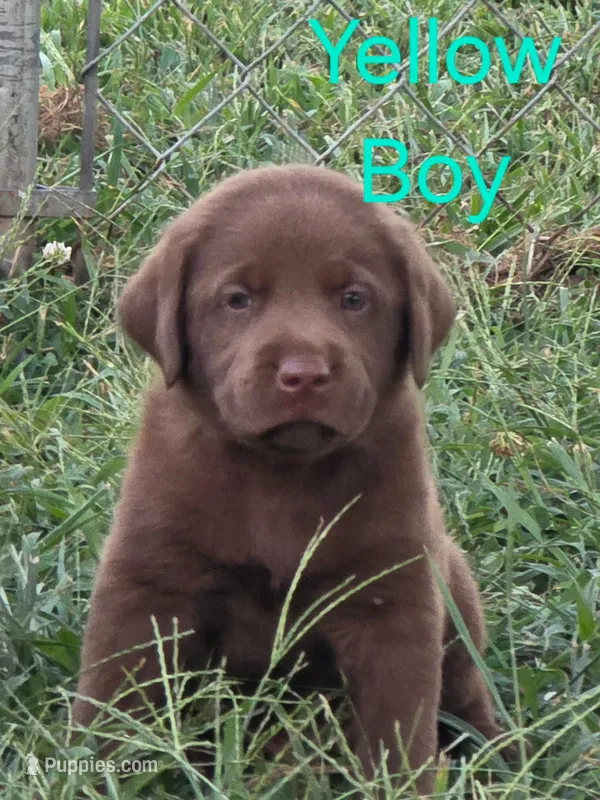 Yellow  – Labrador Retriever puppy for sale in Miller, MO