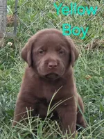 Yellow , a male Labrador Retriever for sale in Miller, MO – 1 of 4