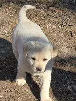Jazzy, a female Labrador Retriever for sale in Miller, MO – Photo 2 of 4