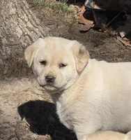 Jazzy, a female Labrador Retriever for sale in Miller, MO – Photo 3 of 4