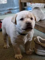 Jazzy, a female Labrador Retriever for sale in Miller, MO – Photo 4 of 4