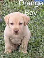 Orange , a male Labrador Retriever for sale in Miller, MO – 2 of 4