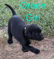 Green , a female Labrador Retriever for sale in Miller, MO – 2 of 4
