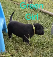 Green , a female Labrador Retriever for sale in Miller, MO – 4 of 4